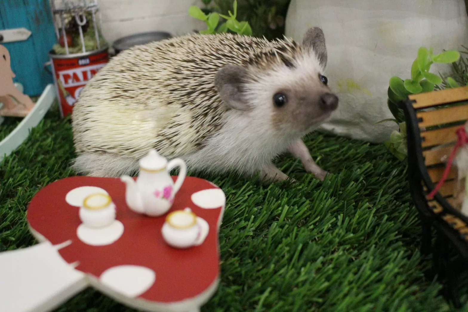 A hedgehog named Mone-chan